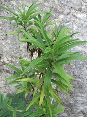 Barkleyanthus salicifolius