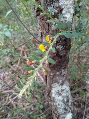 Bossiaea stephensonii