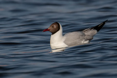 Brown-Headed Gull photo 3