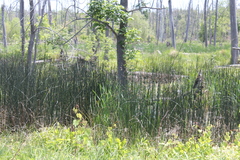 Equisetum laevigatum
