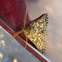 Drepanogynis bifasciata