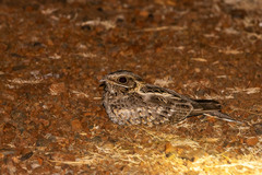 Caprimulgus asiaticus