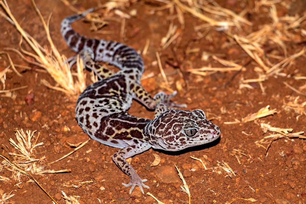 Western Indian Leopard Gecko