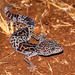 Western Indian Leopard Gecko - Photo (c) Uday Agashe, some rights reserved (CC BY-NC), uploaded by Uday Agashe
