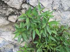 Syringantha coulteri