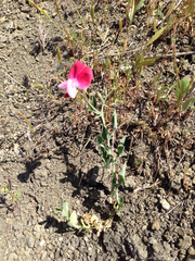 Lathyrus odoratus