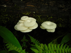 Lentinus concavus