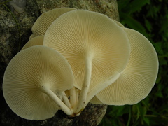 Lentinus concavus