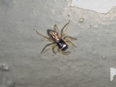 Phintella bifurcilinea