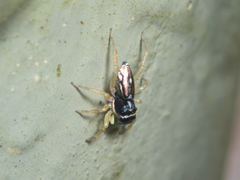 Phintella bifurcilinea