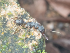 Harpegnathos venator