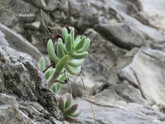 Sedum corynephyllum