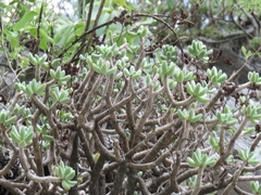 Sedum corynephyllum