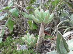 Sedum corynephyllum