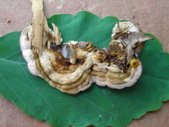 Auricularia brasiliana