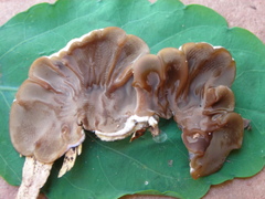 Auricularia brasiliana