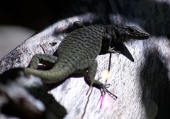 Archaeolacerta bedriagae