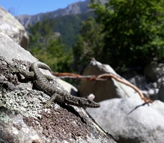 Archaeolacerta bedriagae