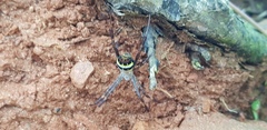 Argiope minuta