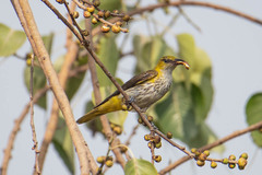 Oriolus kundoo