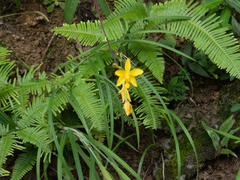 Spathoglottis pubescens