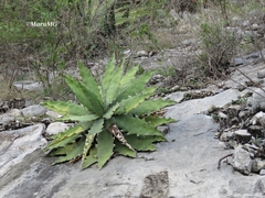 Agave xylonacantha
