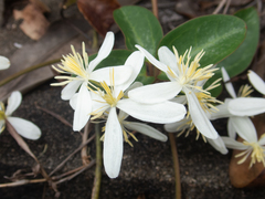 Clematis meyeniana