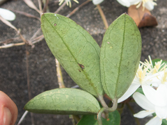 Clematis meyeniana