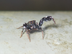 Harmochirus insulanus