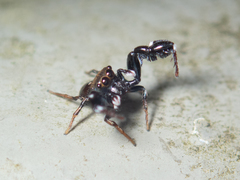 Harmochirus insulanus