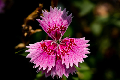 Dianthus chinensis × barbatus