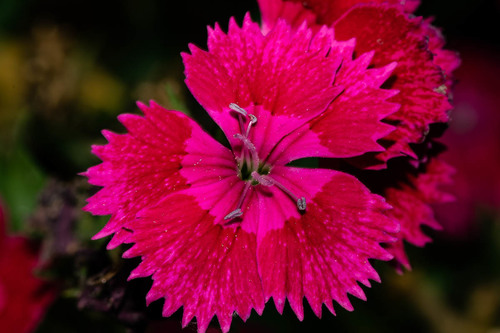 Dianthus chinensis × barbatus