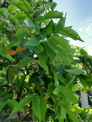 Syzygium aqueum