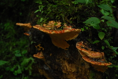 Rigidoporus
