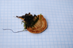 Rigidoporus