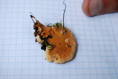 Rigidoporus