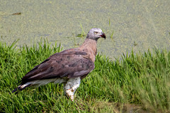 Haliaeetus humilis