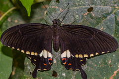 Papilio polytes cyrus