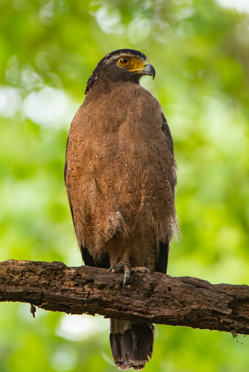 Andaman Serpent Eagle