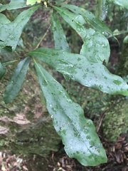 Beilschmiedia tawa