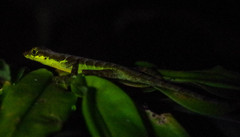 Anolis gracilipes