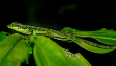 Anolis gracilipes