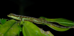 Anolis gracilipes