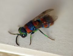 Chrysis semicincta