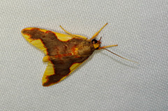 Trichromia declivis