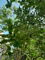 Citrus hystrix