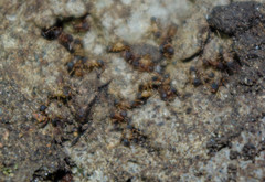 Cyphomyrmex