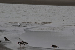 Haematopus palliatus