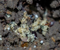Cyphomyrmex