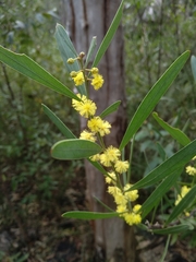 Acacia stricta